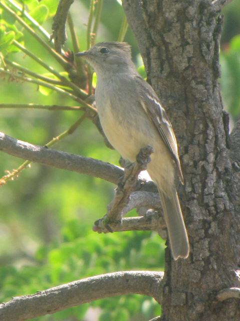 Plain-crested Elaenia