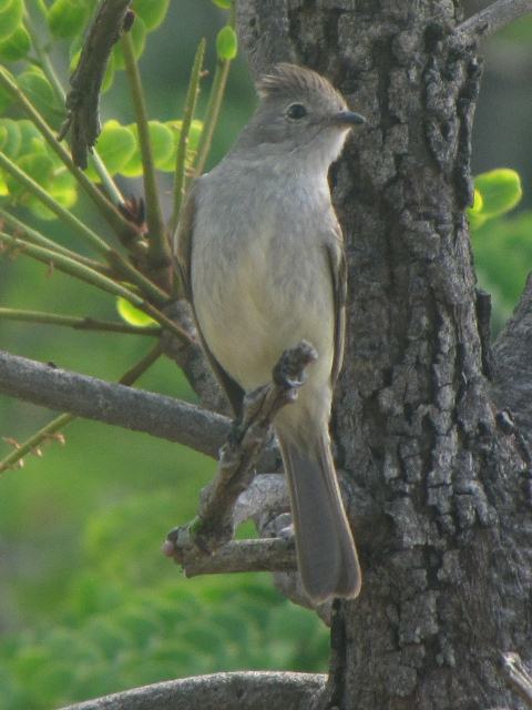 Plain-crested Elaenia