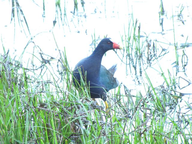 Purple Gallinule