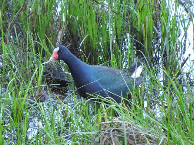 Purple Gallinule