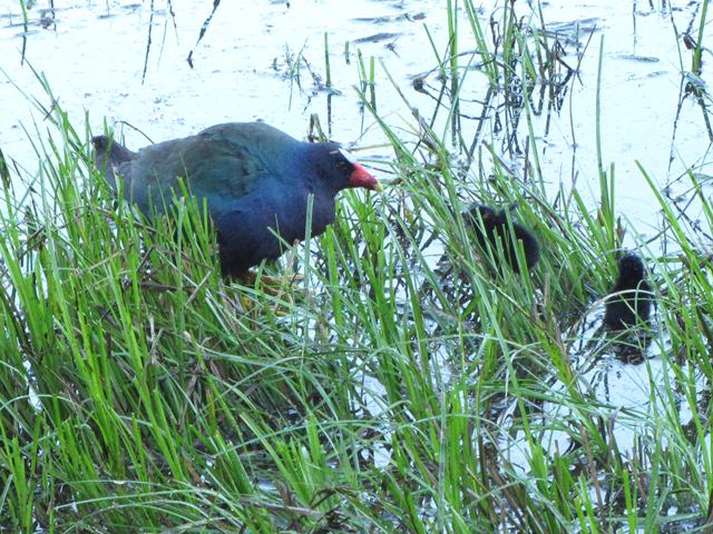 Purple Gallinule