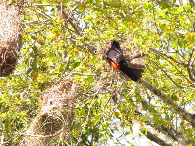 Red-rumped Cacique