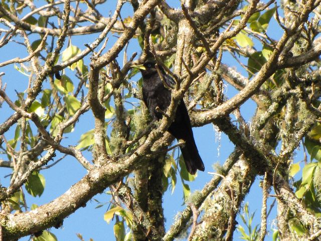 Red-rumped Cacique