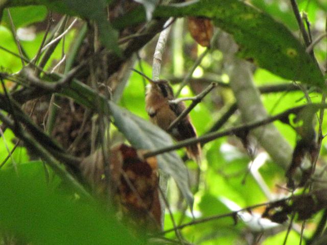 Reddish Hermit