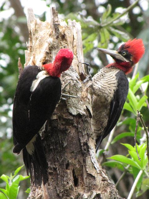 Robust Woodpecker