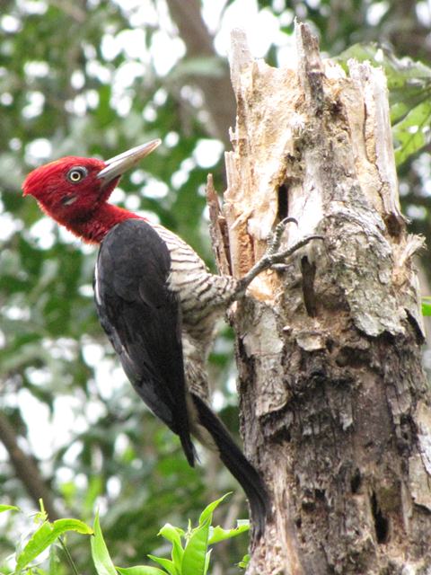 Robust Woodpecker