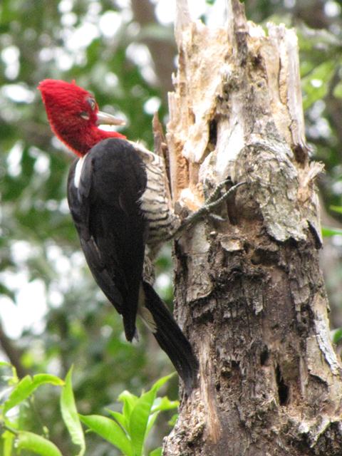 Robust Woodpecker