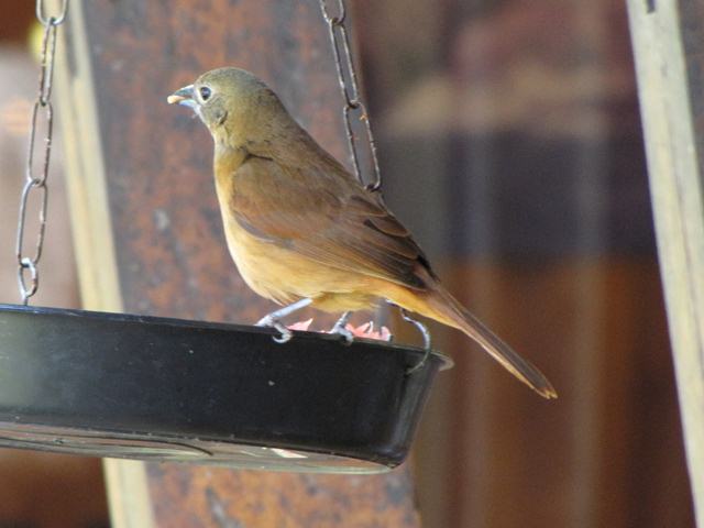 Ruby-crowned Tanager