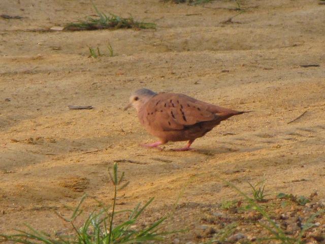 Ruddy Ground-Dove