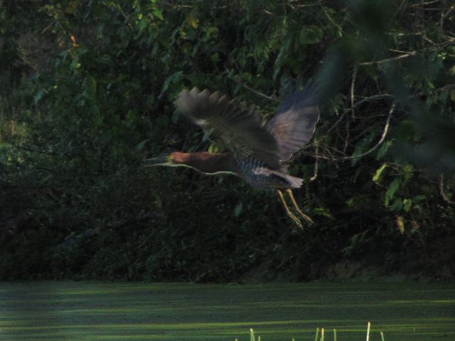 Rufescent Tiger-Heron