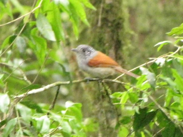 Rufous-backed Antvireo