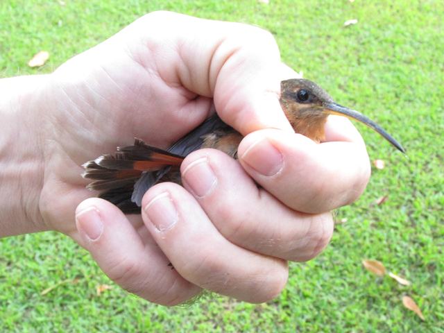 Rufous-breasted Hermit