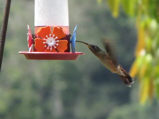 Rufous-breasted Hermit