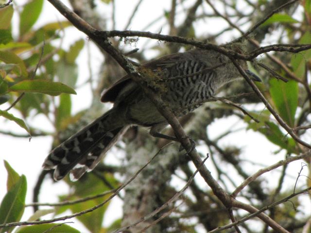 Rufous-capped Antshrike