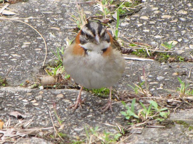 Rufous-collared Sparrow