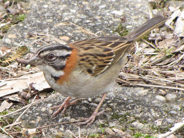 Rufous-collared Sparrow