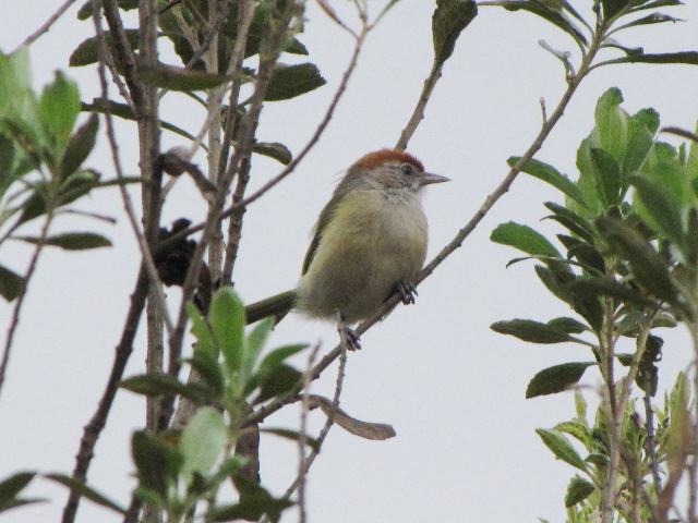 Rufous-crowned Greenlet