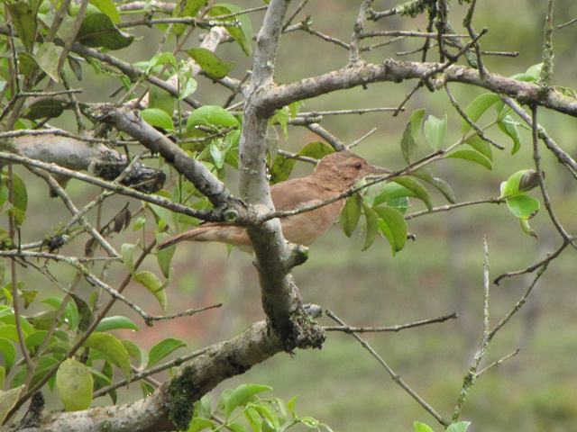 Rufous-fronted Thornbird