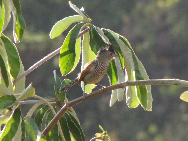 Rufous-winged Antshrike