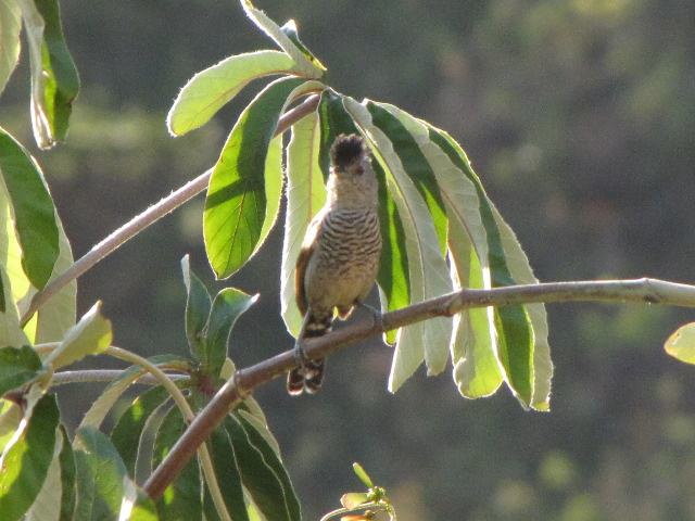 Rufous-winged Antshrike