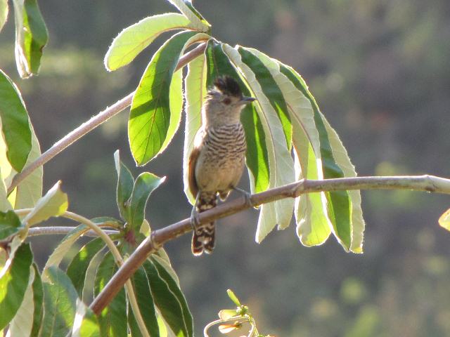 Rufous-winged Antshrike