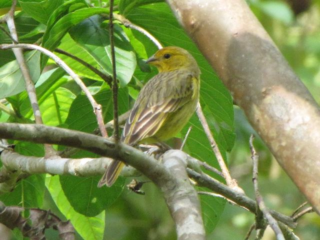 Saffron Finch