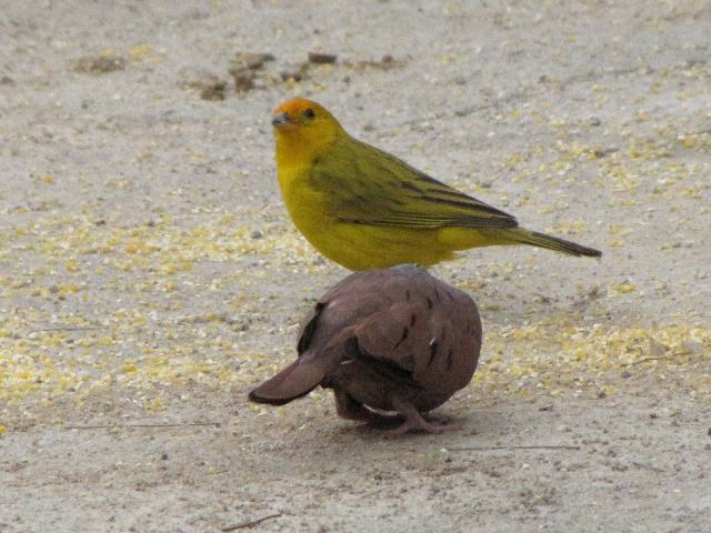 Saffron Finch