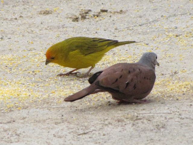 Saffron Finch