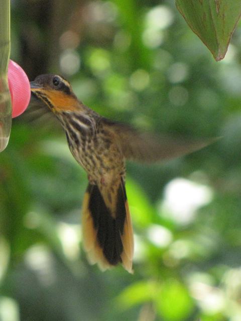 Saw-billed Hermit