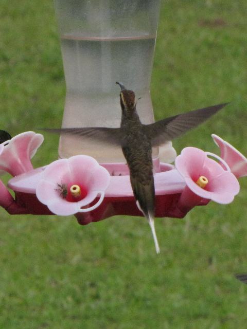 Scale-throated Hermit