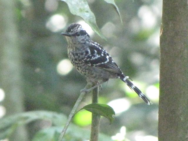 Scaled Antbird