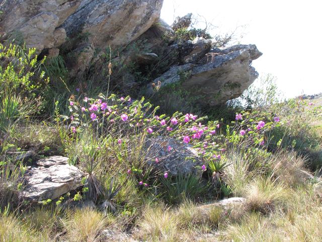 Serra do Cipo