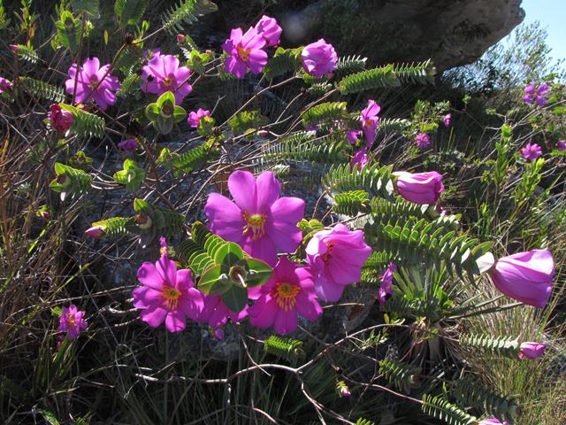 Serra do Cipo