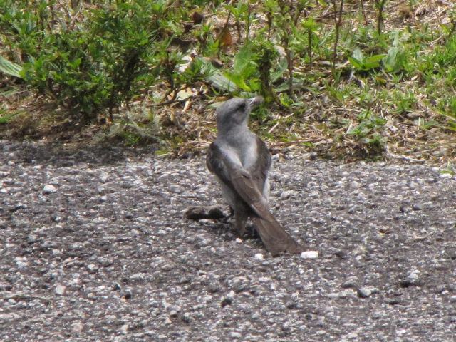 Shear-tailed Gray Tyrant