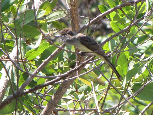 Short-crested Flycatcher