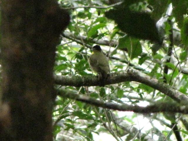 Shrike-like Cotinga