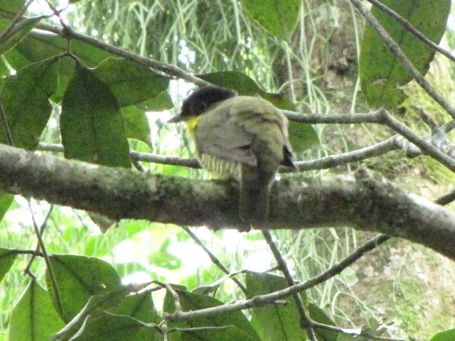 Shrike-like Cotinga