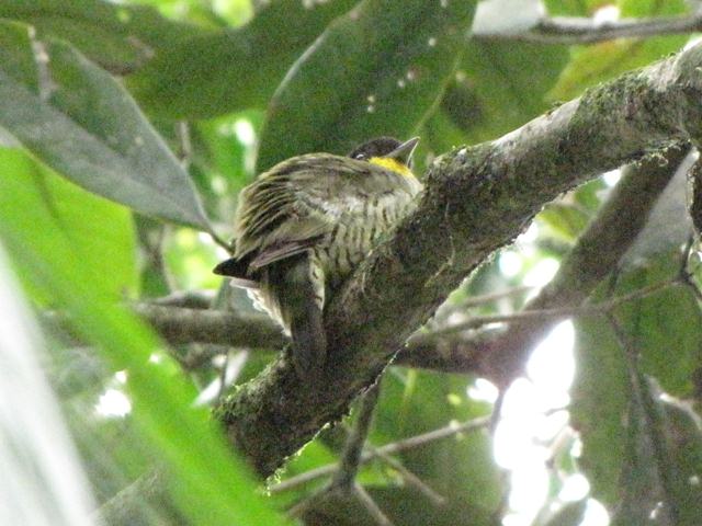 Shrike-like Cotinga