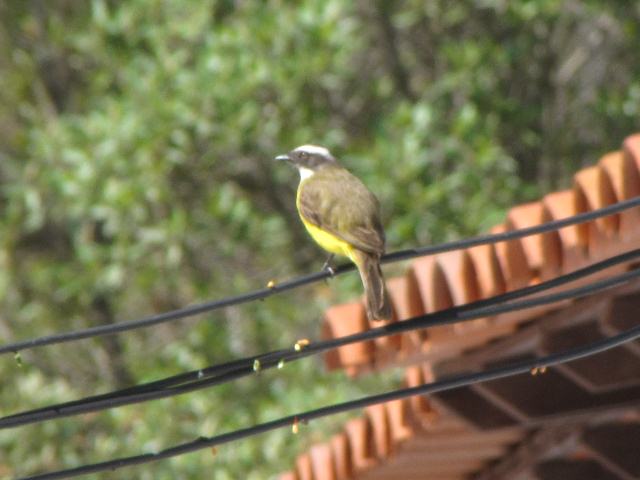 Social Flycatcher