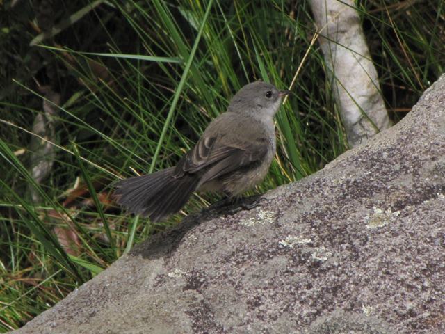 Sooty Tyrannulet