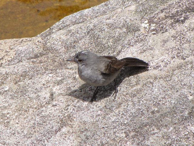 Sooty Tyrannulet