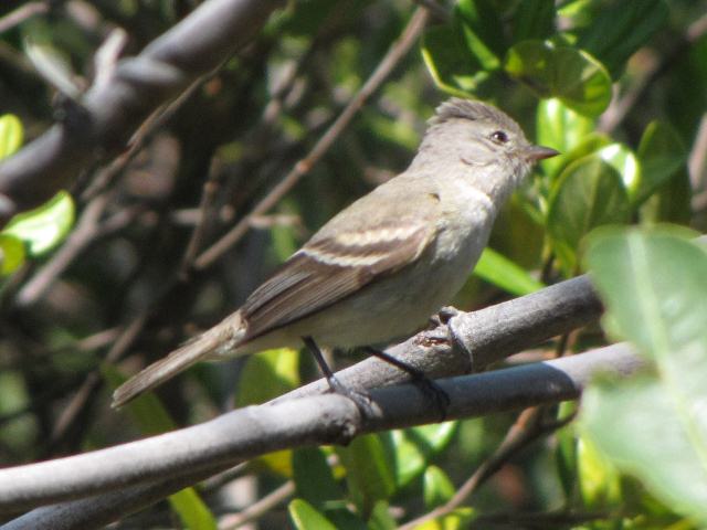 Southern Beardless Tyrannulet