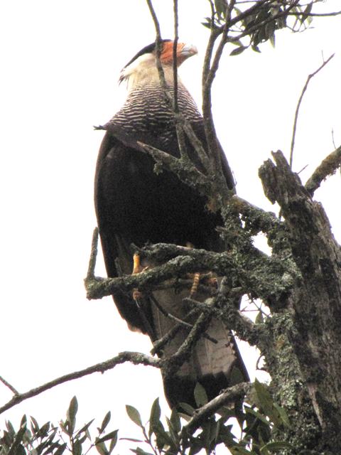 Southern Caracara