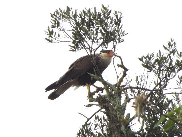 Southern Caracara