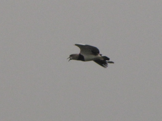 Southern Lapwing