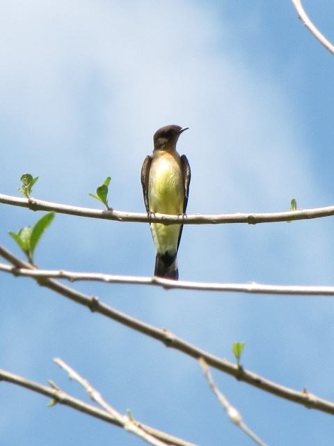 Southern Rough-winged Swallow