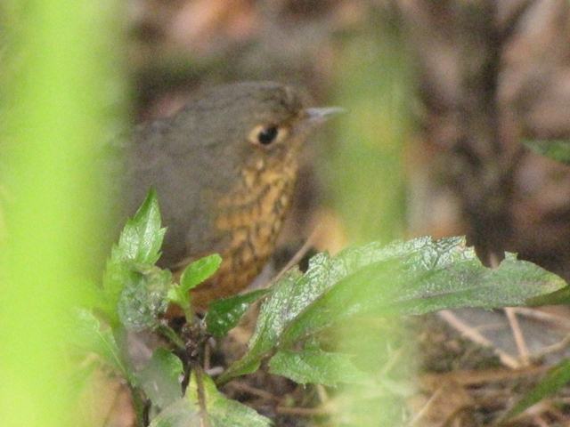 Speckle-breasted Antpitta