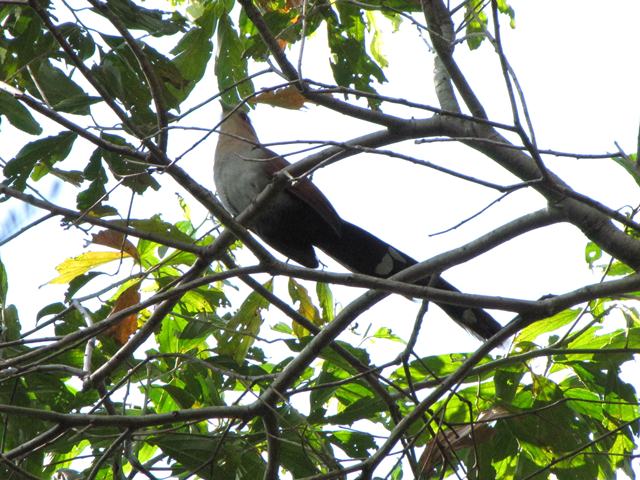 Squirrel Cuckoo