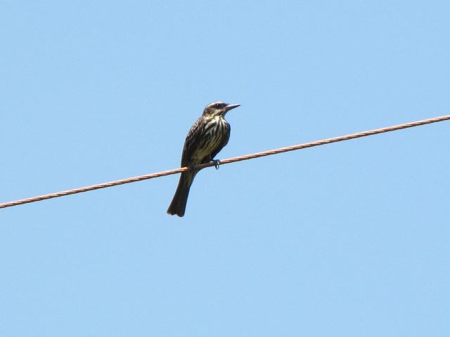 Streaked Flycatcher