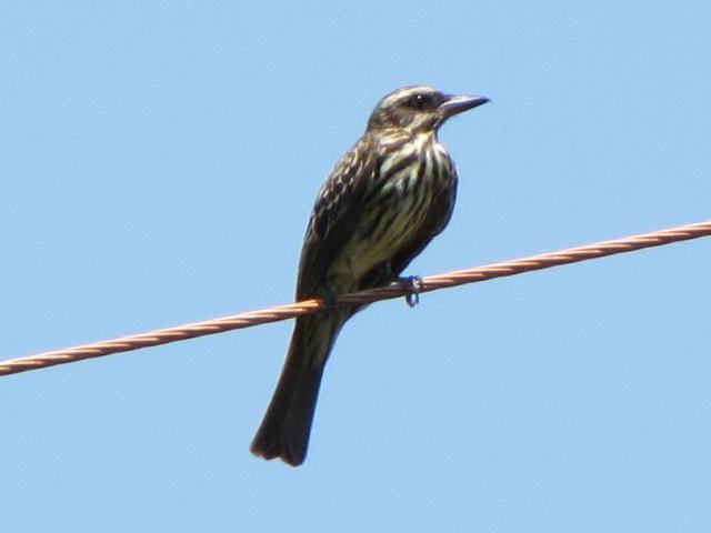 Streaked Flycatcher